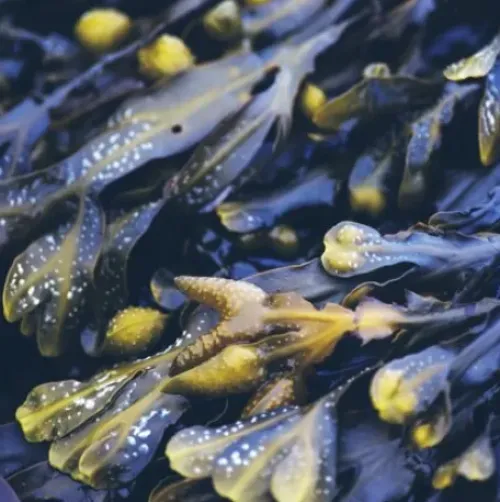 Haarpflege*RAUSCH Anti-Fett-Shampoo mit Meerestang