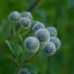 Haarpflege*RAUSCH Original Haartinktur
