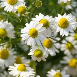 Haarpflege*RAUSCH Pflege-Shampoo mit Schweizer Kräutern