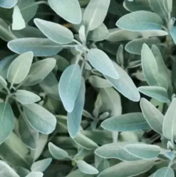 Haarpflege*RAUSCH Silberglanz-Shampoo mit Salbei